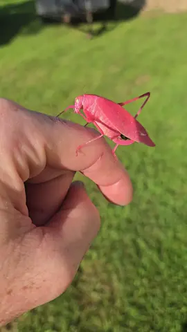 Was about to start a exterior and found this very beautiful 😍 Pink grasshopper. I have never seen one until now.  #Pink #grasshopper #insects  #nature #beautiful #everyone 