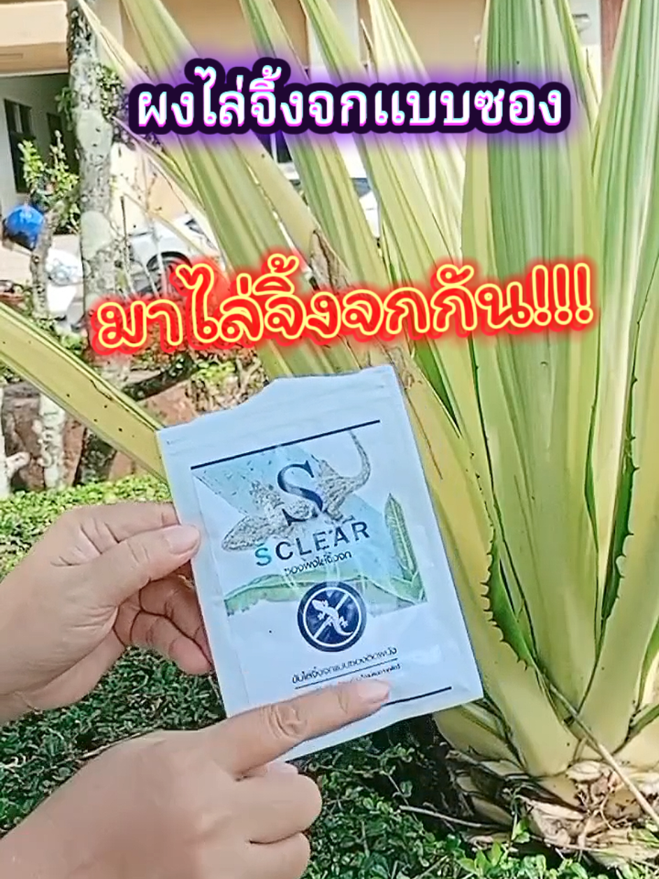 ขี้จิ้งจกมีเชื้อโรค ทำบ้านสกปรกปัญหากวนใจนี้จะหมดไปด้วย ผงไล่จิ้งจกแบบซองติดผนัง สูตรธรรมชาติใช้กลิ่นไล่จิ้งจก แถมกาวดินน้ำมันพร้อมใช้ในซอง #ไล่จิ้งจก #จิ้งจก #ขี้จิ้งจก #sclear #ยาไล่จิ้งจก #ของใช้ในบ้าน #หนิงชี้เป้าของใช้ปังๆ 