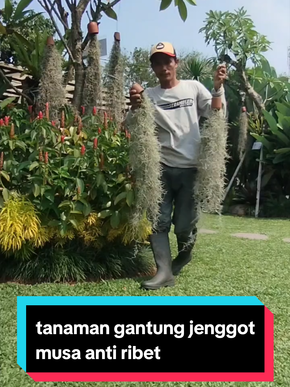 Tanpa Pot, Tanpa Tanah! Ini Dia Jenggot Musa, Tanaman Gantung Super Simpel #tanamanjenggotmusa #jenggotmusa #tanamanhias #tanamanviral #tanamanantiribet #tanamantanpatanah #tanaman 