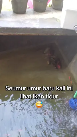 Di prank ikan, dikira mati eh ternyata tidur😅