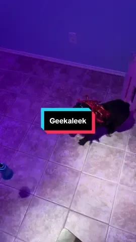 KODAK x @OHGEESY #fyp #geek #dance #trend #dogsoftiktok #kodakblack #bop
