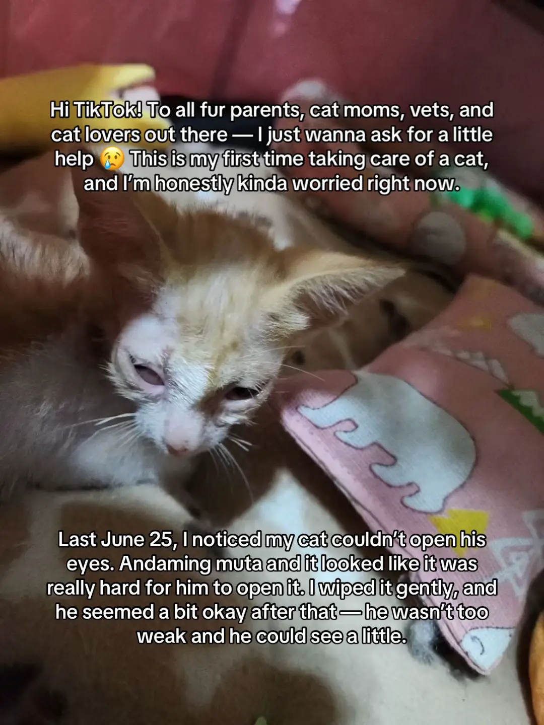Hi TikTok! I need help 😭 My cat couldn’t open his eyes since June 25. There was an eye discharge or muta around it, then he started sneezing too. A vet said to try warm water + vinegar (helped a bit), and recommended gentamicin drops but it’s out of stock.  Please, I really need help. If anyone here has experienced something like this with their cat, I’d really appreciate it if you could share how you treated it and what you used to help them get better 😢🙏🏻 #catsoftiktok #cats #catlovers #helpme #eyeinfection #sick #veterinarian #vet #pusa #kitten #maysakit #notfeelingwell #fyp #catstory #whattodo #kuting #furmom #furbaby  
