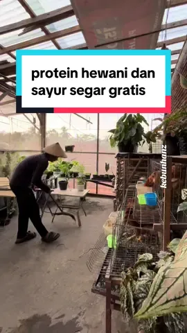 selamat beraktifitas #kebunhanz #berkebun #kebunataprumah #hanzgarden02