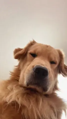 #funny #fyp #pet #tiktok #foryou #dog #happydog #PetsOfTikTok #funnyvideos #funnydog #cute #funnyainmals 