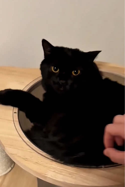 Where is my black cat?🐈‍⬛👀😂😝#tiktok #fyp #cat #foryou #usa🇺🇸 #catsoftiktok #funnyvideo #funnymoments #foryoupage #laugh 