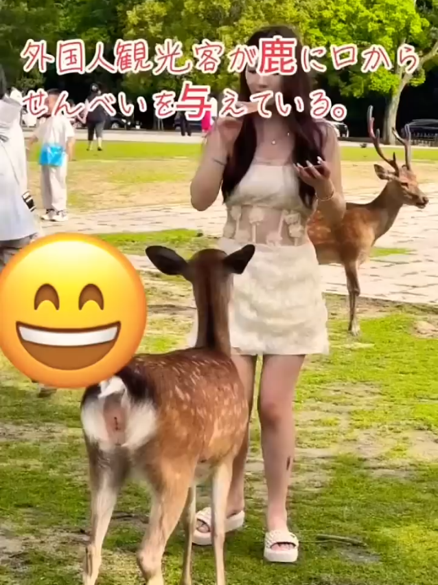 Nara Park Diaries: Where Smiles Bloom Between Tourists and Deer #narapark​ #japantravel​ #babydeer​ #nature​