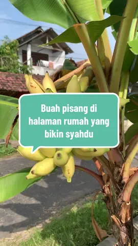 Tebak sudah mateng blm?? #pisang #pisangmas #wongdeso #suasanapedesaan #fyp #xybca #magetan24jam 