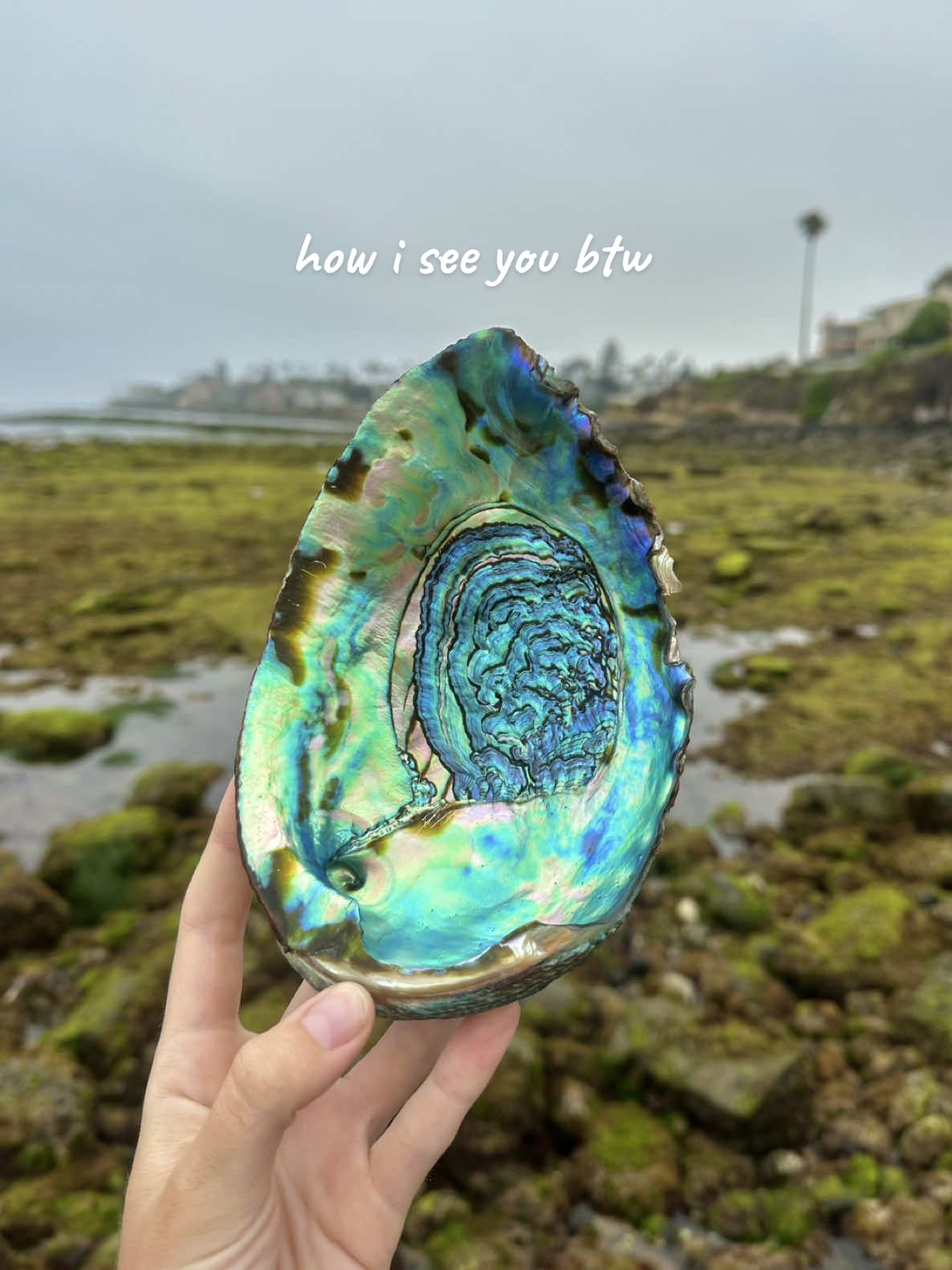 another BREATHTAKING abalone shell at the same spot as last one 🥹🐚🪸 *i did NOT take it home* #abalone #seashell #shelling #tidepools #marinelife #beachcombing 