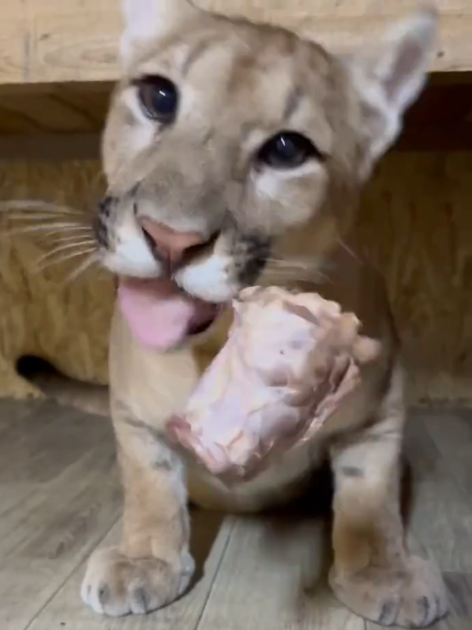 Puma Mao Had a Good Dinner #puma #cougar #plinka #пума #animals #catslovers #catsoftiktok #cat