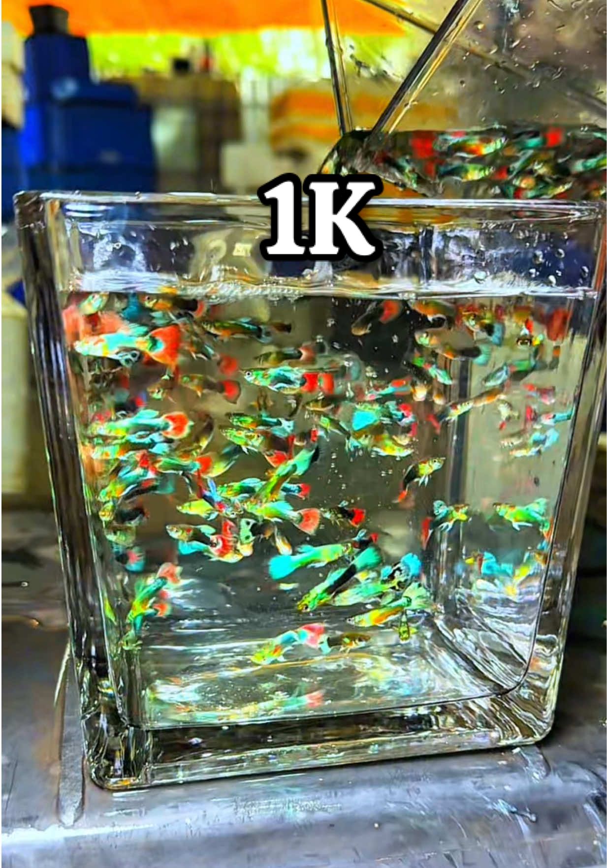 Nuôi cá không cần lọc , không oxy ,thả thuỷ sinh - non bộ#xuhuong #trending #xuhuong #tiktok #guppy#guppyfish #cá #thuỷsinh 
