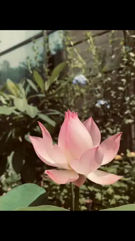 con đã gây ra bao lầm lỗi... #phậtphápnhiệmmàu #phậttạitâm #hoasen #phật #conđãgâyrabaolầmlỗi 