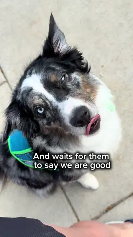 Just a service dog doing good boy service dog things @Summerfest  #scar #aussie #servicedog #summerfest #mke #milwaukee 