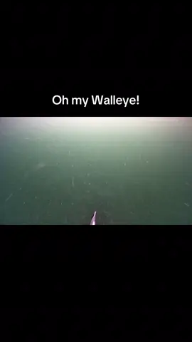 #walleye #fishing #underwatercamera #nature #fish #pescando #pescado #adventure #underwater 