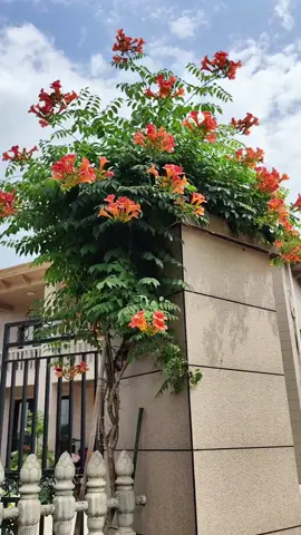 Hoa đăng tiêu🌸🌸 loại hoa leo chân ái của xứ nóng🥰 #flowers #hoadep #hoacaycanh #hoaleogian #hoadangtieu 