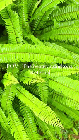 The beauty rain drops is eternal 🌱🌿 #foryou  #flypシ  #trending  #rain  #raindrops  #aesthetic  #Home #greenscreen  #rainlover  