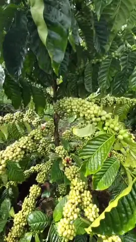 #robusta #robustacoffee #petanimilenial #sistempagar #fyp #kopi #kopilampung @roni 