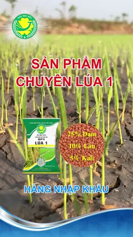 Sản phẩm chuyên lúa 1 dạng một màu . Sử dụng giai đoạn 7-10 nss . Moi quý khách hàng tham khảo cho vụ mùa mới ạ #phanbonmaivang #nongnghiep #phanbonchatluongcao #viral_video_tiktok #2025 #fyp 