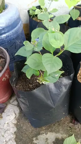 Polythene Bag for Bougainvillea Plants #polybags #bougainvillea #taniman #polythelenebag #polybag olybag