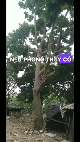 nhân duyên và nổ lực của mình thôi 🙏 #nammôadiđàphật  #xuhuong  #xuhuongtiktok 