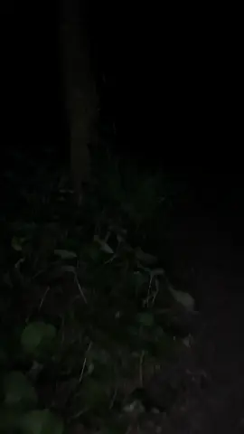 Come join me. #forest #walks #spooky #scary #run #hide #dark #night #hike #woods #boo #join #follow 