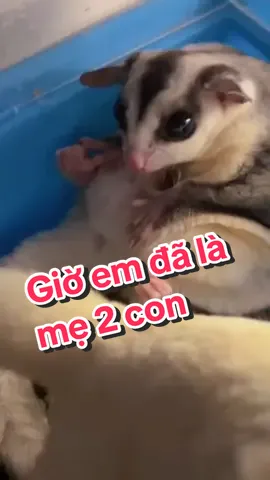 Giờ em đã là mẹ 2 con#sócbayúc #xuhuong #hanoi #sugarglider #socbay #socbayuchanoi #sócbay #socbayuc #yêuthương 