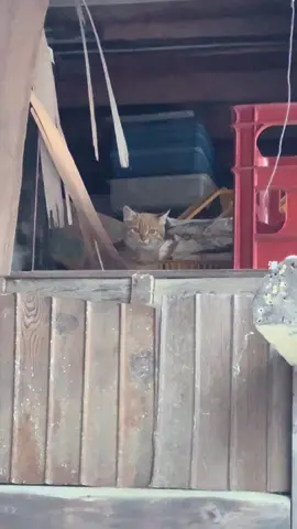 去年の12月27日に家の倉庫に迷い込んだ生後3ヶ月くらいの猫ちゃん🐱 真冬にこの大きさまで生きてたのは、最初可愛がられてたけど捨てられたんじゃないかなぁ、、、 #子猫 #野良猫 #保護猫 #ねこのいるくらし #fyp #
