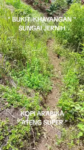 Kunjungan ke Kebun Kopi Arabika Ateng Super.  Kelompok Tani 