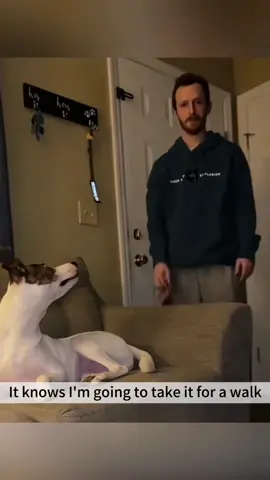 Dogs all over the world are eager to go out and play #funnyvideos #funny #foryou #dog #fyp #dogsoftiktok #funnydog #funnyvideo 