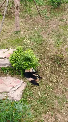 Trời mưa mợt mỏi ghê #panda#gautruc#petlovers #fyp #funny #capcut #fubao #chengduchina 