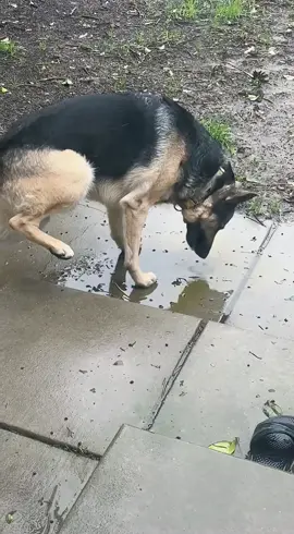 German Shepherd.#germanshepherd #dogsoftiktok #funny #prank #trend #dogs