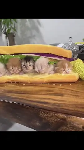 #cuteanimals #kitty #funnycat #cutecat #foryoupage 