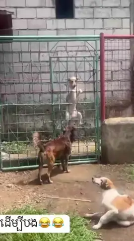 #dog #funny #viral #mustwatch #foryou #animals #trending #viralvideo #usa🇺🇸 #usa 