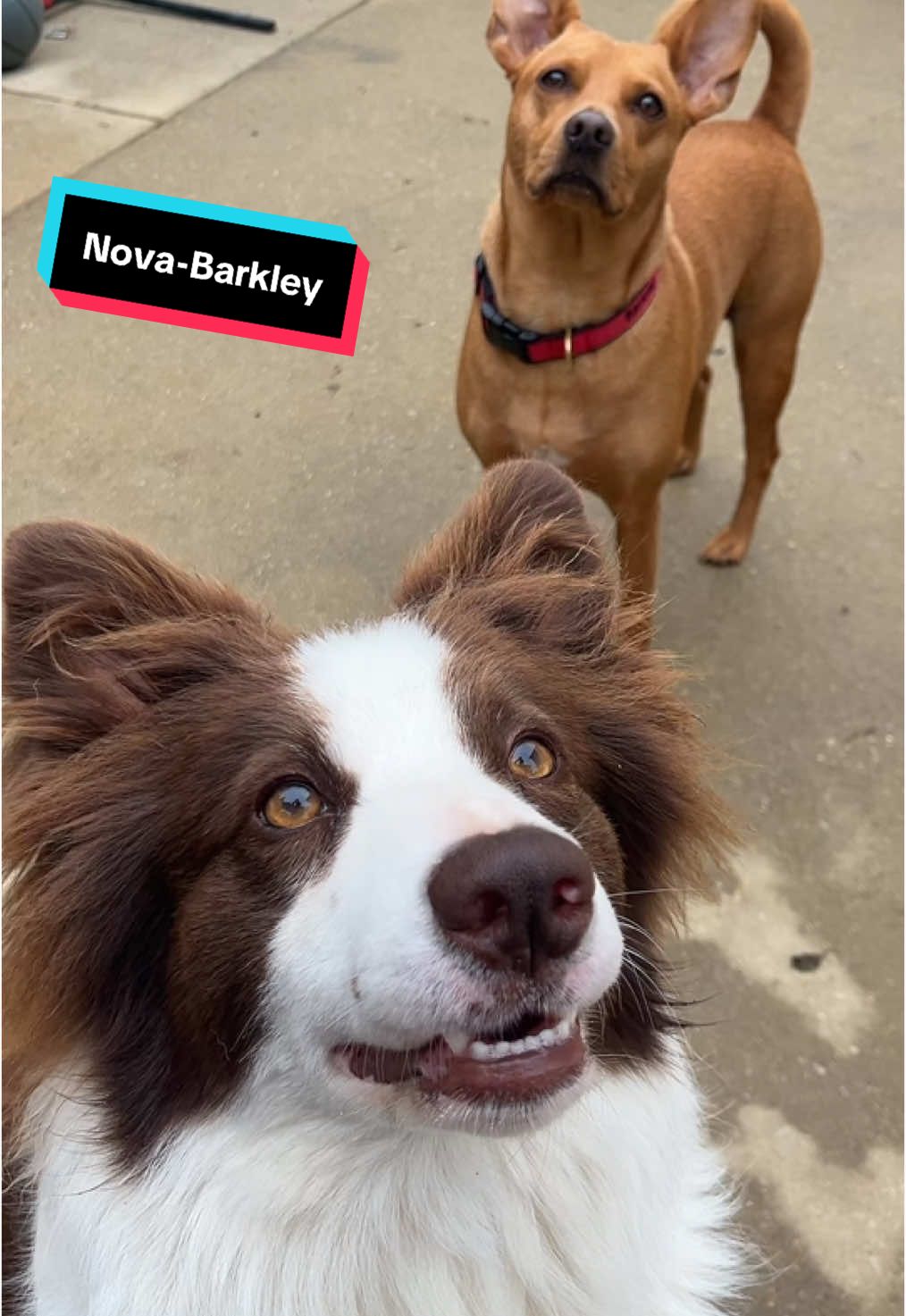 #perfect #bordercollie #nova #beautiful #dogs #petadventures 