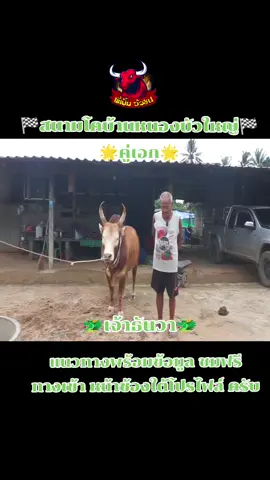 #สนามกีฬาชนโคบ้านหนองบัวใหญ่ #วัวชนคนสวย #วัวชนเงินล้าน #วัวชนแดนใต้ #แดงสุดรัก 