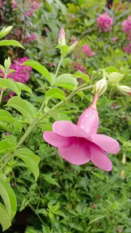 28-06-25 cas nim nco2 ib tug neeg li nev...❤️😢