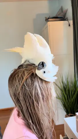 Get a bird, you’ll have a lot of alone time…..    #velcro #cockatoo #adorable #getreadywithme #parrotsoftiktok #birdtok 