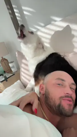 Anyone else’s dog get angry when you and your wife or husband are affectionate to eachother 🤣🤣 #mavericktheaussie #fyp #funny 