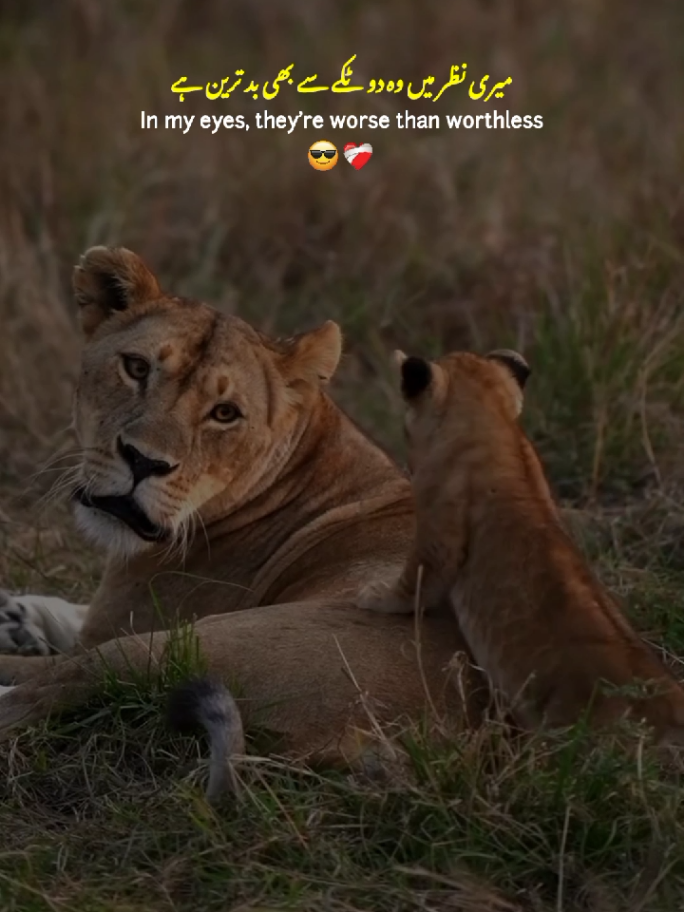 Maa 🎀🤌🏻 || Mother Respect 💓✨ || Mom 💓 || Status Video ✨ #fypシ #maa #mom #mother #respect #new #2025 #trending #statusvideo #viralvideo #foryou #fypage #fyp #dontunderreviewmyvideo #unfreezemyacount #noor_writes3363 