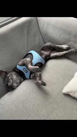 He always cool #frenchiesoftiktok 
