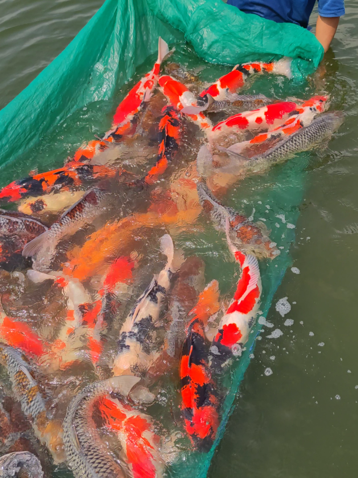 ready koi jumbo dari 50cm sampai 65cm langsung hubi SAMUDRAKOI BLITAR Wa/call  Yusuf : 082233868889 Admin lelang: 085730412242 Admin wahyu: 0859183877721 Gunakan video call untuk keamanan Bila ingin ber transaksi dan samudrakoi hnya pakai 1rekening YUSUF HERMANSYAH.   Transaksi bisa gunakan rek penjamin atau bisa COD tergantung lokasi anda. Di sarankan untuk langsung WA/CALL no di atas Maaf DM jarang kebuka dan kebales  Hrga dan kualitas menyesuaikan ikanya Info lengkap lokasi di google maps SAMUDRA KOI FARM BLITAR 》MengGaransi ikan hidup sampai tempat 》Ukuran ikan koi tidak menjadi patokan harga 》pembelian koi bijian & partai dan borongan 》ikan yang di jual sudah karantina dan sehat 》khusus menjual koi blitar kualitas dan F1 》pengiriman ke seluruh indonesia 》bisa expor ke ber