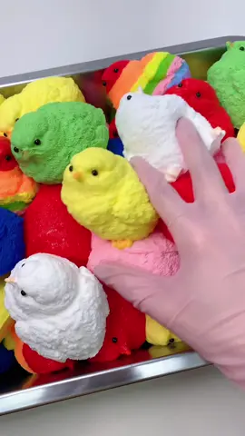 FUFUSQUISHY ASMR 🐤🐤 Chick Hen