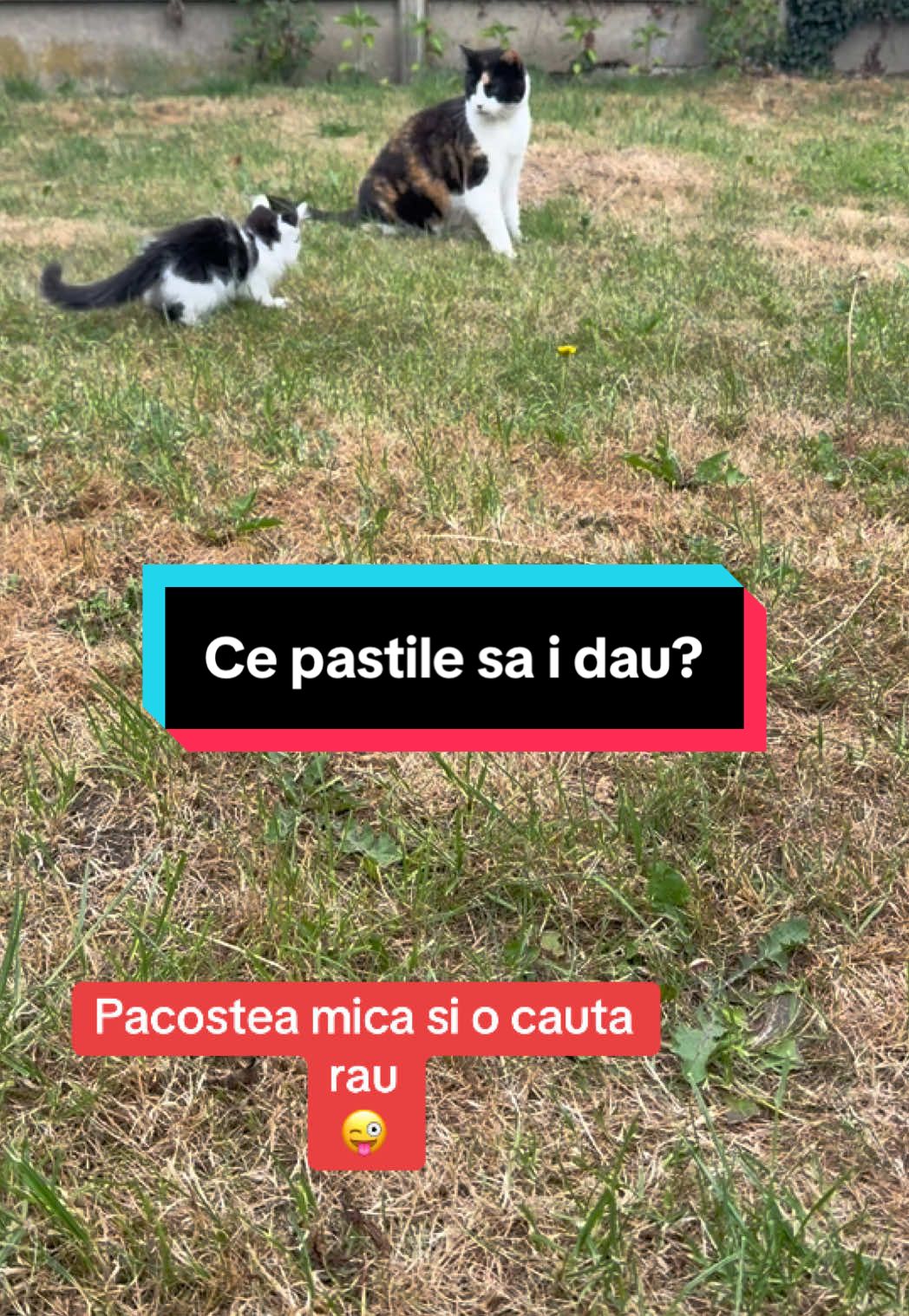 Paco nazdravanul❤️#tiktokchallenge😜 #funnycats #cutecat #pisicnebun❤️ #zeno49❤️ 