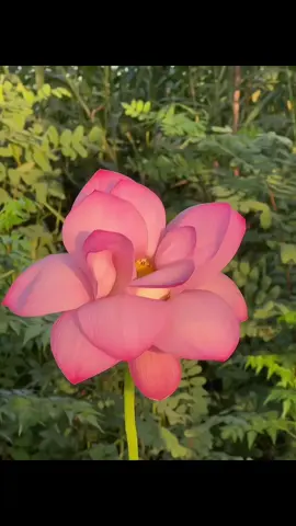 có hôm con buồn, nhìn ra hồ thấy sen cụp cánh. tự nhiên thấy an ủi ghê. vì hóa ra, ngay cả loài hoa mà Phật yêu cũng có lúc mỏi. vậy thì con mỏi một chút, chắc cũng không sao.🪷