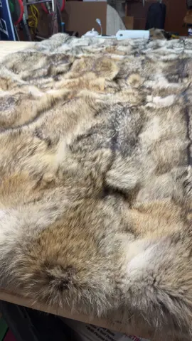 #volkfurs #coyote #northdakota #furblanket #furhats https://volkfurs.etsy.com
