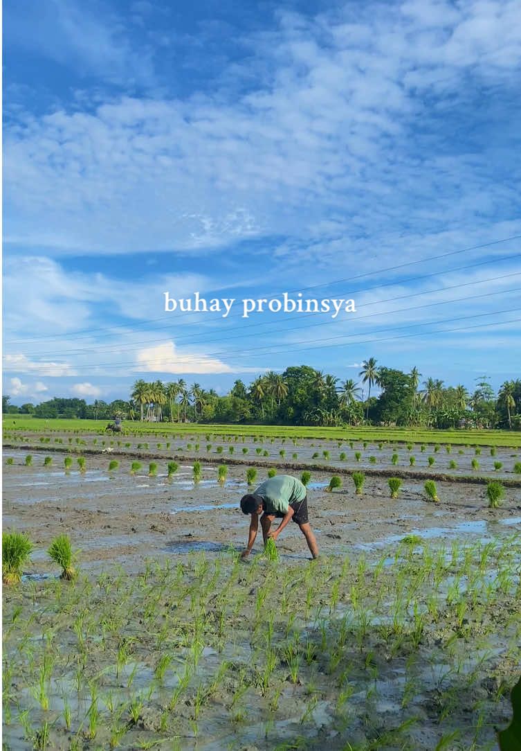 Taniman na naman ng palay sa amin #ricefields #palayan #fyp #planting #province #buhayprobinsya #peaceful #quiet #simplelife #rice #countryside #farming #thankyoulord #negrosoccidental  #farmer #