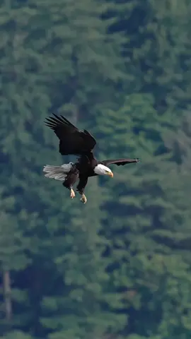 This Eagle Nailed It - A Textbook Example of Why They Are Apex Predators of the Sky I have watched eagles fall out of the sky thousands of times but if I ever needed a single moment to showcase just how masterful they are, how effortlessly they glide to the surface and pluck a fish from the water, this would be it. Eagles in this region have a habit I’ve come to admire: the mid-flight snack. No need to perch or pause. Just grab, gulp, and go. And once again, this bird delivers a textbook performance. It reaches for the fish with its empty set of talons twice and when it realizes that’s not going to happen, it simply devours the fish whole.  I give this entire aerial ballet a 10 out of 10 and a standing ovation. Bravo eagle, bravo. 