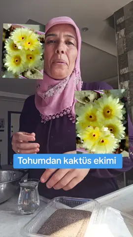 tohumdan #kaktüs ekimi 