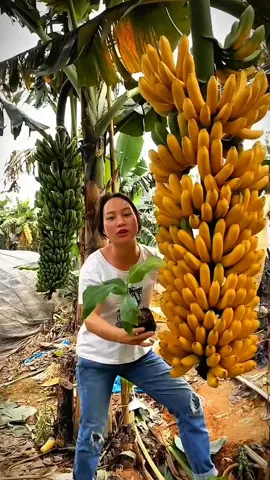 BELI BIBITNYA DISINI SEBELUM KEHABISAN peluang yang menjanjikan karena permintaan pasar yang tinggi, baik lokal maupun internasional, serta potensi pendapatan yang signifikan.  Berikut adalah beberapa poin penting terkait peluang usaha kebun pisang Cavendish: Permintaan Pasar yang Tinggi: Pisang Cavendish populer dan banyak diminati, baik untuk konsumsi langsung maupun sebagai bahan baku industri.  Potensi Pendapatan yang Menjanjikan: Budidaya pisang Cavendish dapat menghasilkan pendapatan yang signifikan, dengan potensi omset bulanan yang mencapai puluhan juta rupiah.  Keunggulan Pisang Cavendish: Pisang Cavendish memiliki keunggulan seperti tekstur yang lembut, kulit tipis, dan rasa yang manis.  Waktu Panen yang Cepat: Pisang Cavendish memiliki masa panen yang relatif singkat, sekitar 8-9 bulan setelah tanam, dibandingkan dengan jenis pisang lokal yang membutuhkan waktu 1-1,5 tahun.  Kemudahan Budidaya: Pisang Cavendish relatif mudah dibudidayakan dan dapat ditanam di berbagai jenis tanah, baik tanah kering maupun sawah.  Peluang Bisnis Tambahan: Selain menjual buah, Anda juga dapat menjual anakan pisang Cavendish, yang juga memiliki nilai ekonomi.  Perawatan yang Tepat: Lakukan perawatan yang tepat, seperti pemupukan, pengendalian hama dan penyakit, serta pemangkasan pelepah yang kering.  Pemanenan yang Tepat Waktu: Pemanenan dilakukan saat buah pisang sudah matang dan berwarna kuning cerah.  #bibitpisangcavendish#tanimodern#pisang #peluangusahakebunpisang#kebunpisang #kebunpisangcavendish#budidayapisang 