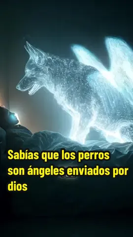 Sabías que los perros son ángeles enviados por dios #angeles #perros #bible #dios #tiktok #fyp #tiktokusa #creatorsearchinsights #animales 