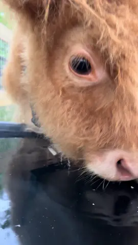 Banana appreciation post #fyp #foryoupage #foryou #fypシ #animals #trending #funny #cute #cow #calf #minihighland #highlands #baby #babyanimals 